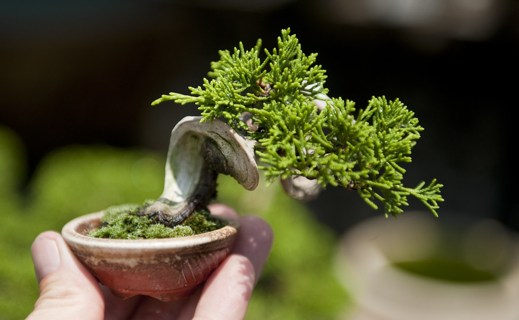 Shohin bonsai tree From the shohin album at Bonsai Empire … Flickr