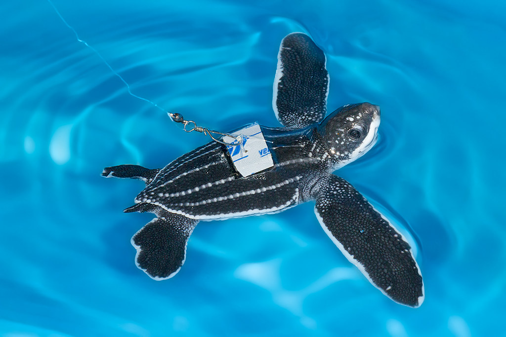 Leatherback turtle hatchling Leatherback turtle