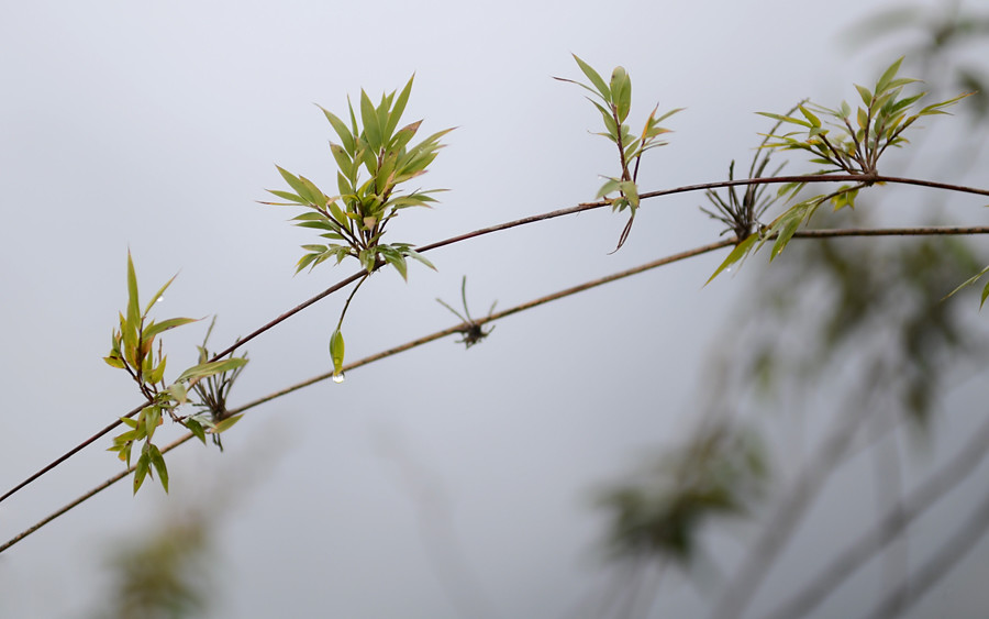 Montane bamboo Poaceae Cerro Putucusi, Machu Picchu Histor… Flickr