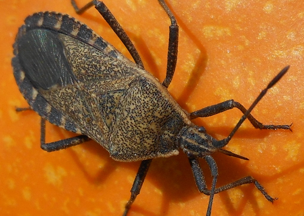 Pumpkin Bug clyde7995 Flickr