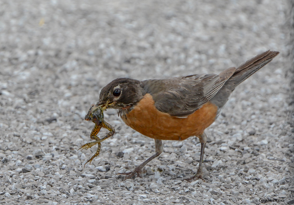 Robins eat Frogs??? You learn something every day ) I was… Flickr