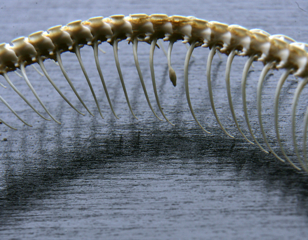 Snake skeleton Deformed Rib Notice this slightly quirky de… Flickr