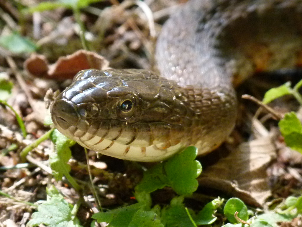 Northern Water Snake Balsam Lake Ontario Jim Munson Flickr