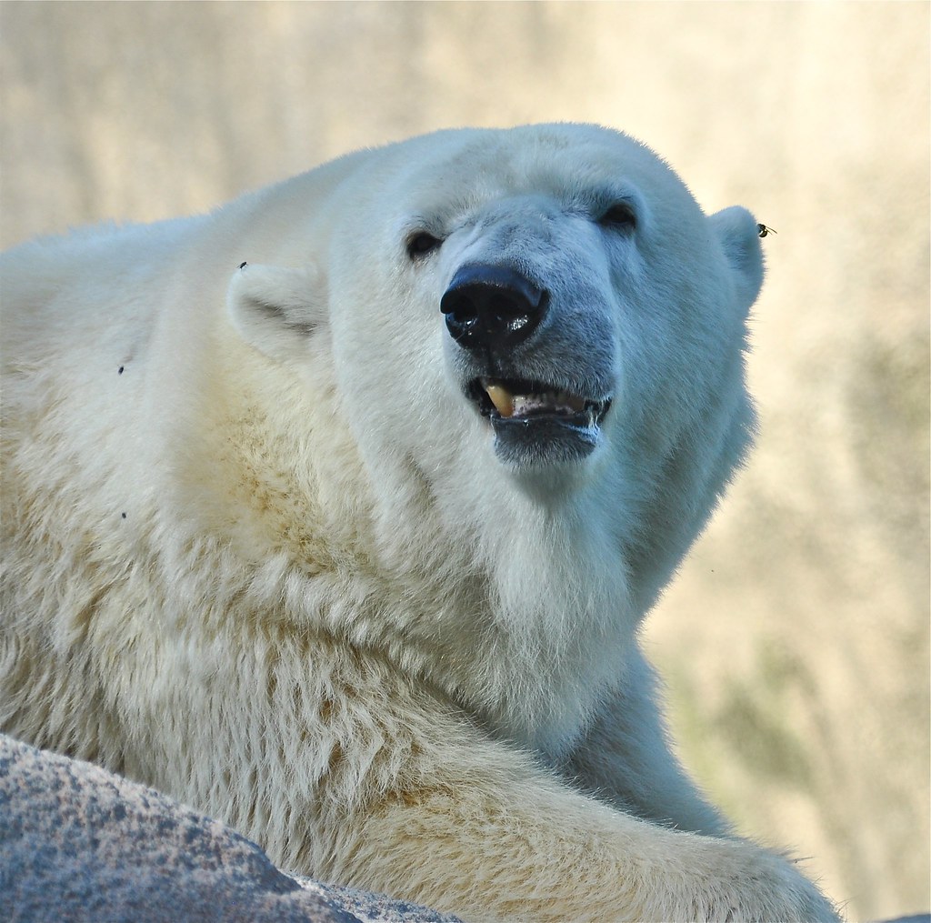 Philadelphia Zoo Polar Bear Kevin Burkett Flickr