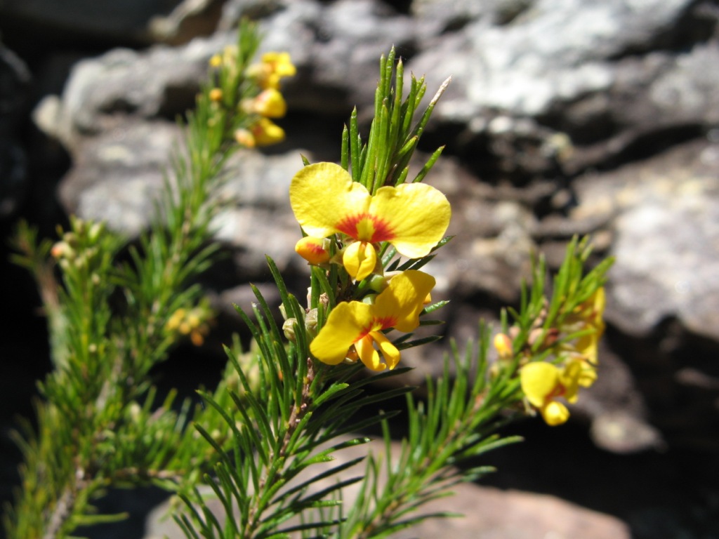 Good Morning! Egg and Bacon Egg and Bacon plant Dillwyni… Flickr