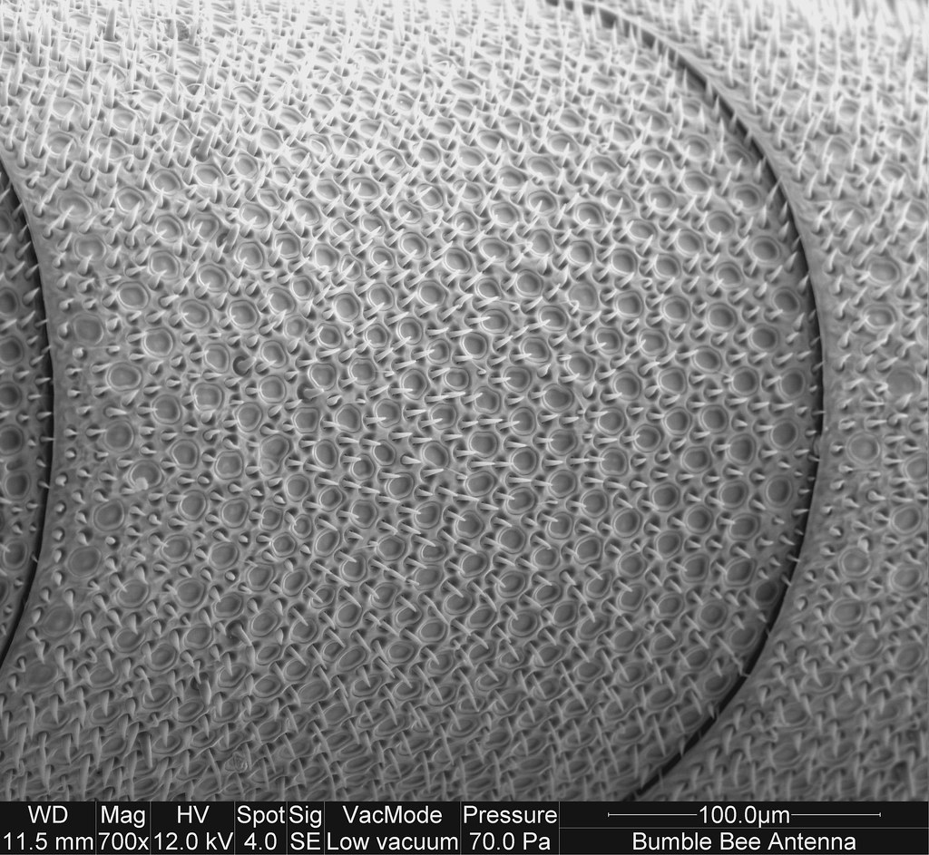 Bee Antenna The fine structure of a Bumble Bee Antenna Cou… Flickr
