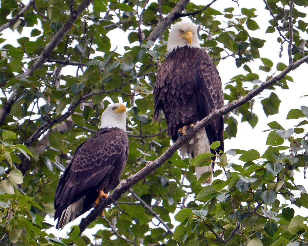 table for two a male and female bald eagle perched over a … Flickr