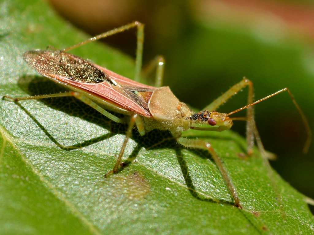 Assassin Bug (Reduviidae, Hemiptera) on Coast Live Oak (Qu… Flickr