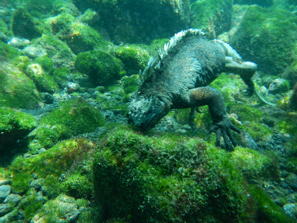 Marine Iguana eating underwater Kathy Gray Flickr