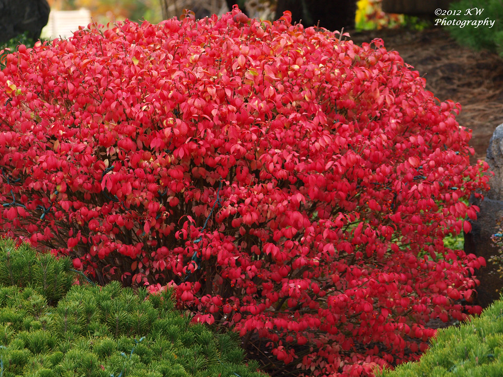 Burning Bush Japanese Burning Bush in the Japanese Garden … Flickr