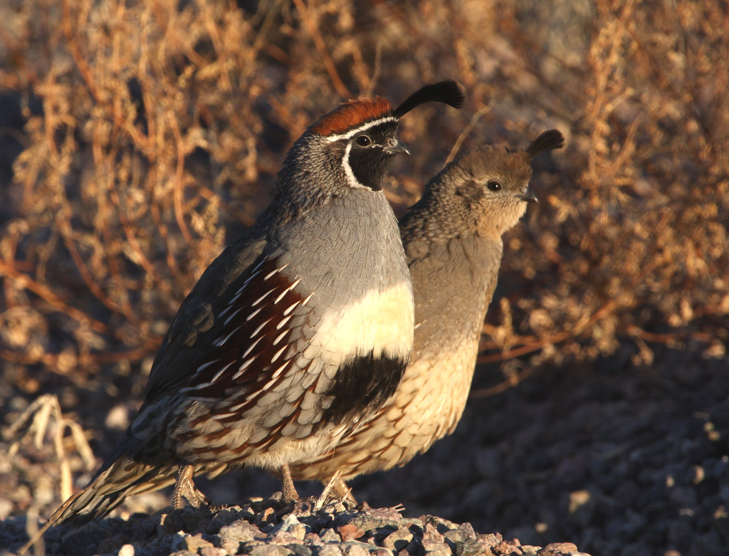 Gambel's Quail Bosque del Apache, New Mexico Included a … Flickr