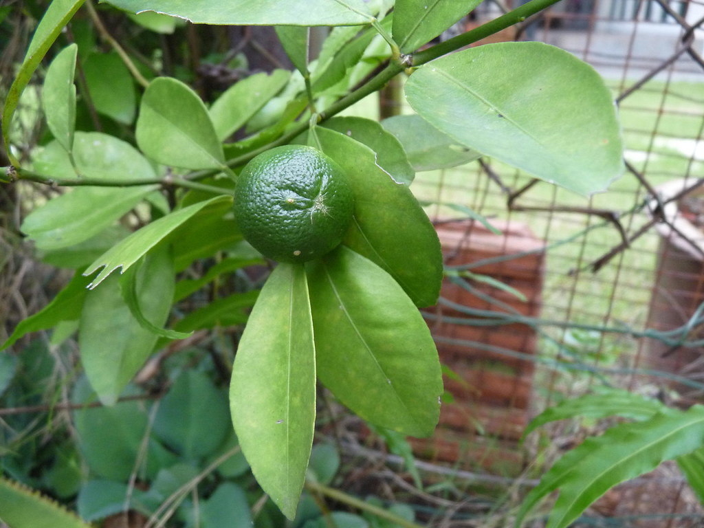 Limau Kasturi The common lime. Scientific Name Citrus