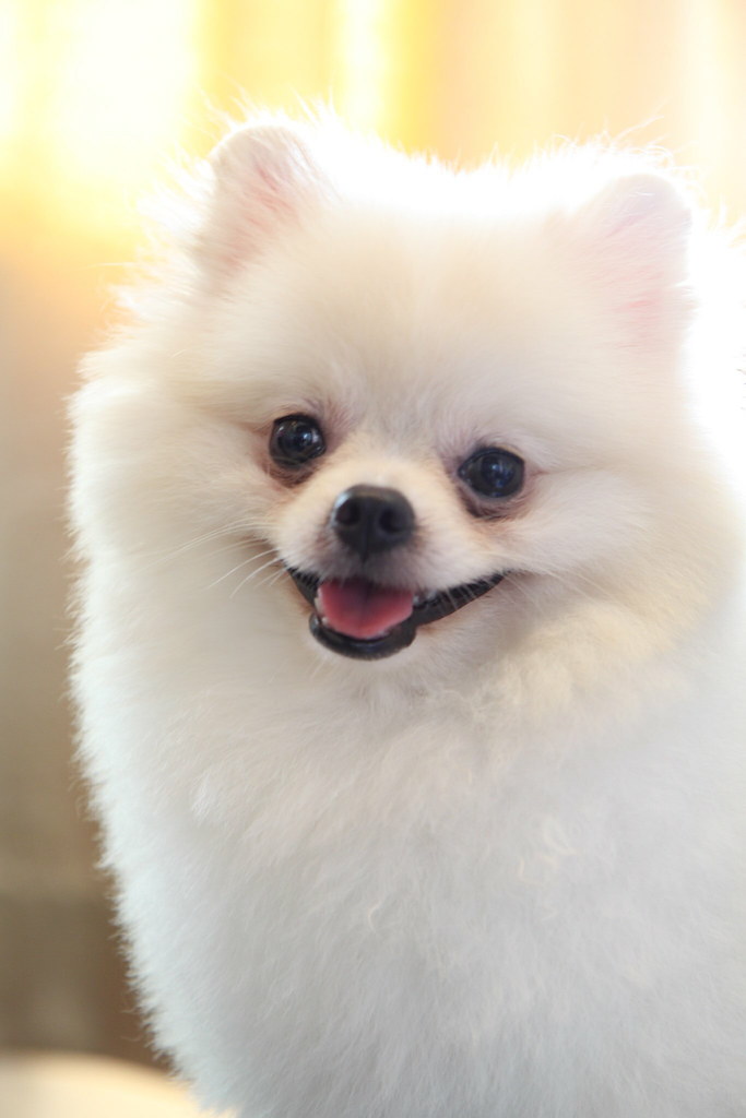 My dog pomeranian Call me 'Manto' Sukit Vanichrudeee