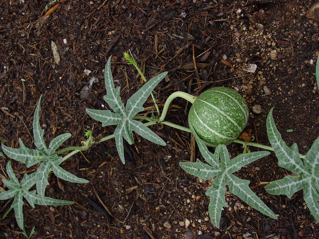 coyote gourd and vine Tucson, Arizona USA Milagro Cohousin… Flickr