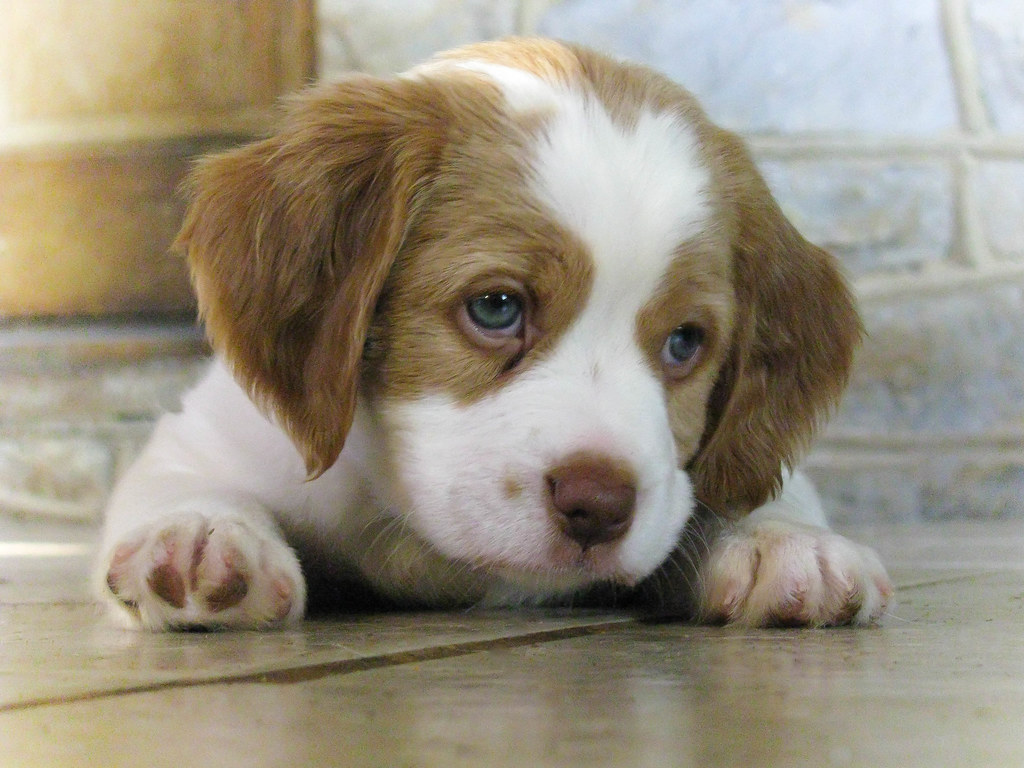 Brittany Puppy Out looking at pups. Brittanys are like chi… Flickr