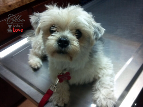 CHLOE ShihTzu/Yorkie Mix AVAILABLE! — Meet CHLOE