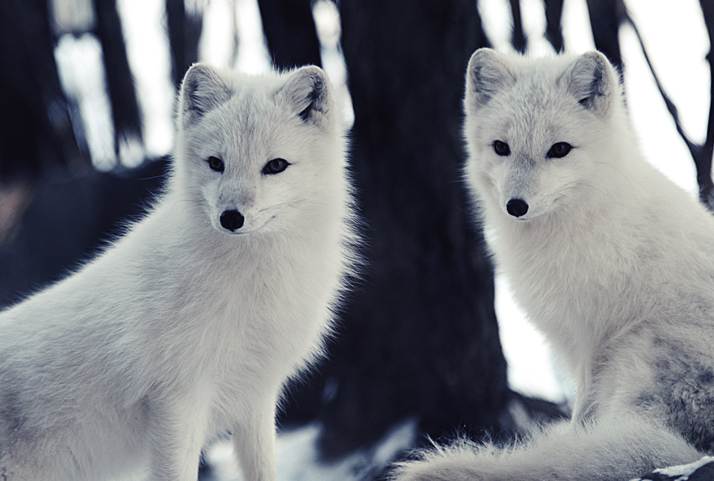 Arctic Foxes Eric Kilby Flickr