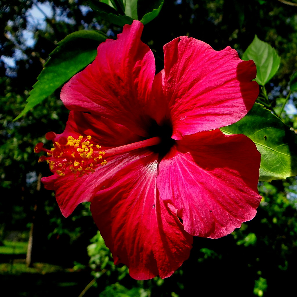 Cayena fucsia (Hibiscus rosasinensis) Lugar Finca La Pom… Flickr