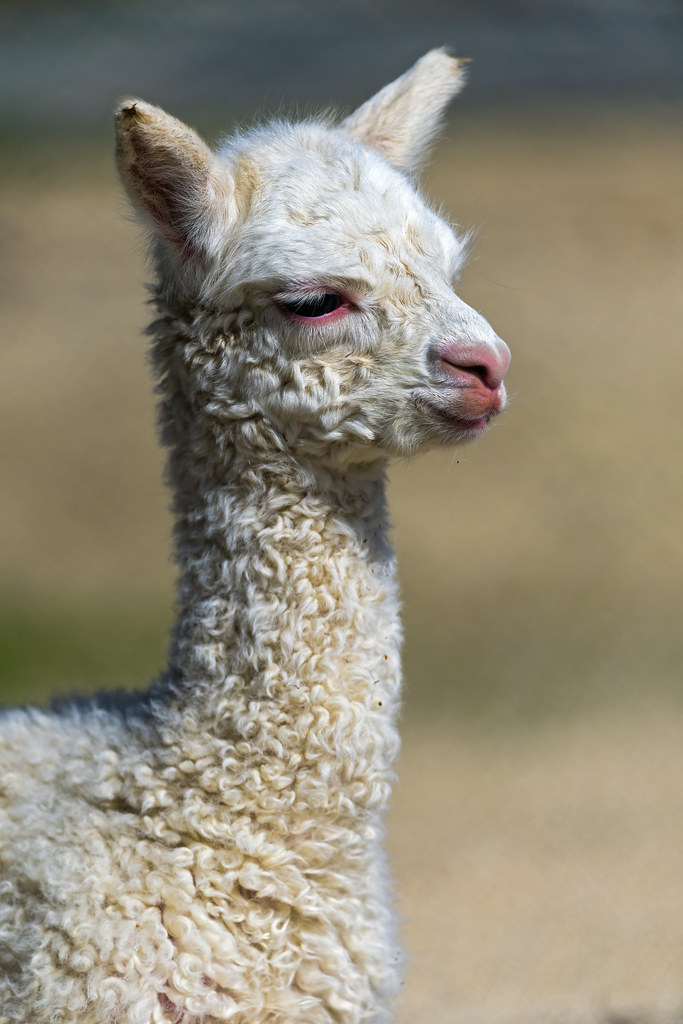 An adorable baby llama This cute baby llama was the star, … Flickr
