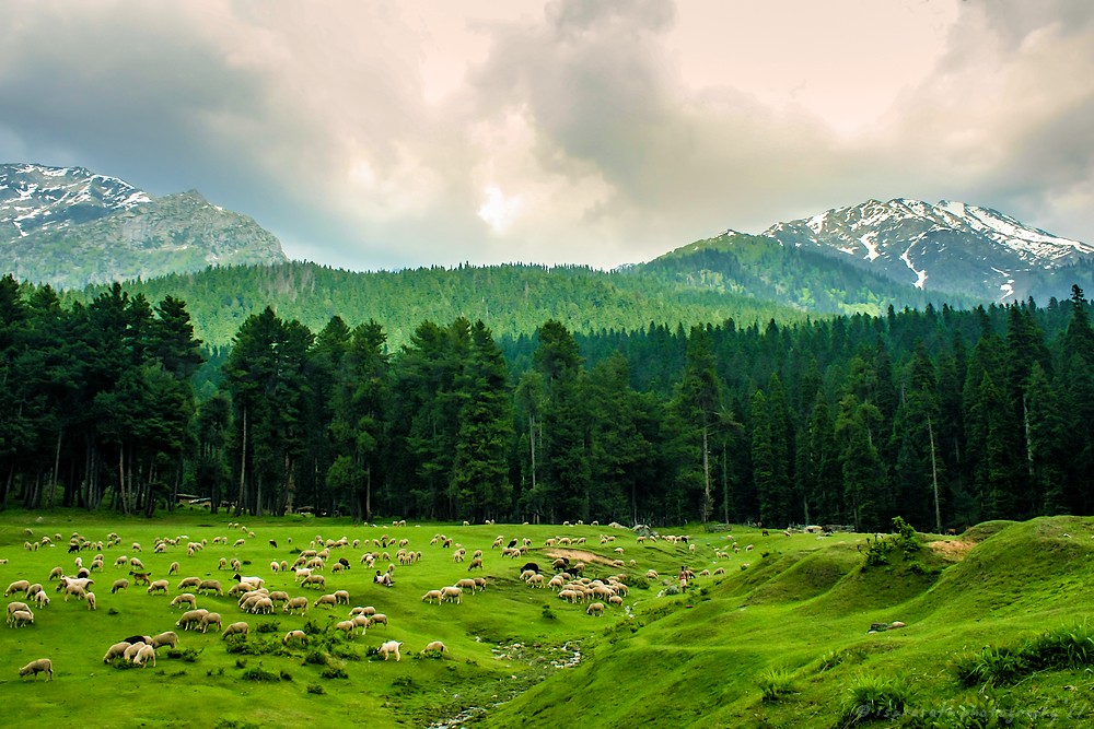 Sprawling meadows of Kashmir Valley! Lush green meadows an… Flickr