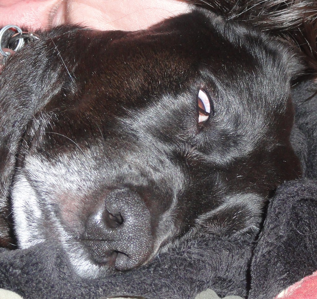 Lily's 3rd Eyelid 20120720 Lily showing a dog's 3rd eyel… Flickr
