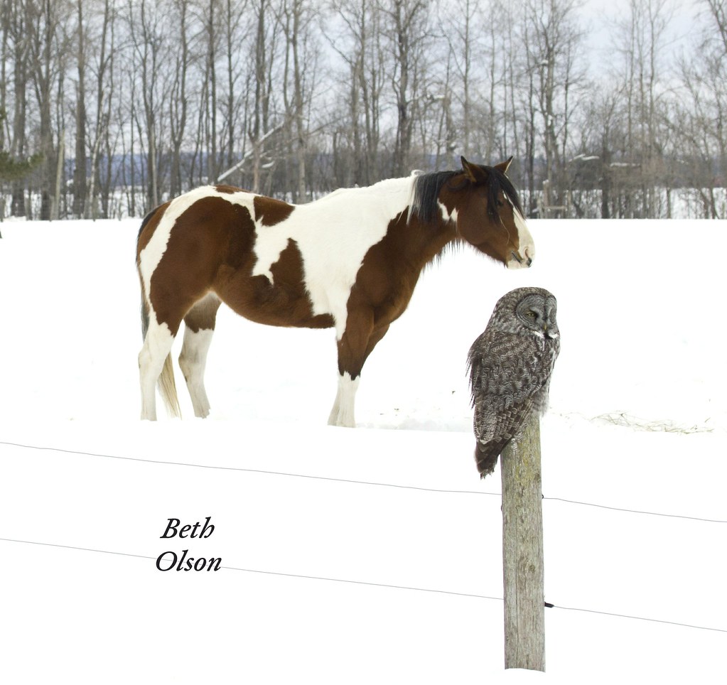 Great Gray Owl and Horse This owl has no fear apparently, … Flickr