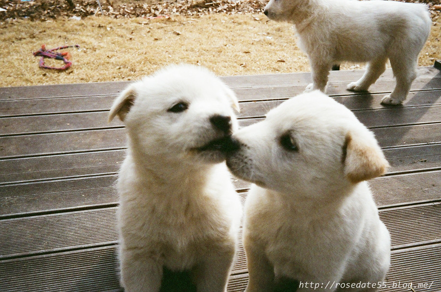 Jindo Dog Korea traditional Dog olympus trip solaris 400… Flickr