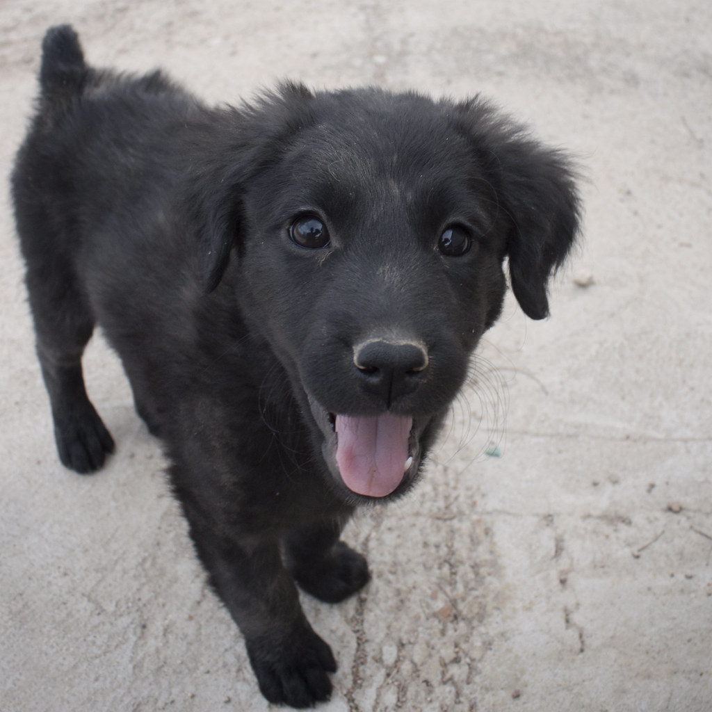 Long Haired Black Lab Paris was a longhaired St. John's water dog