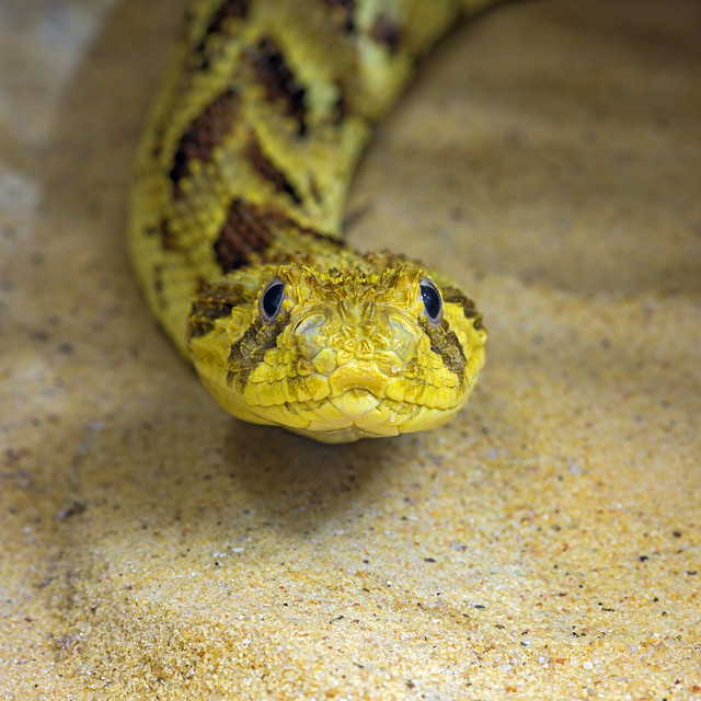 Yellow and brown snake coming to me... Flickr Photo Sharing!
