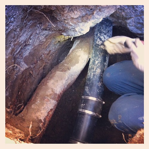 Root cause of our sewer backup. Liquidambar or liquid ambe… Flickr