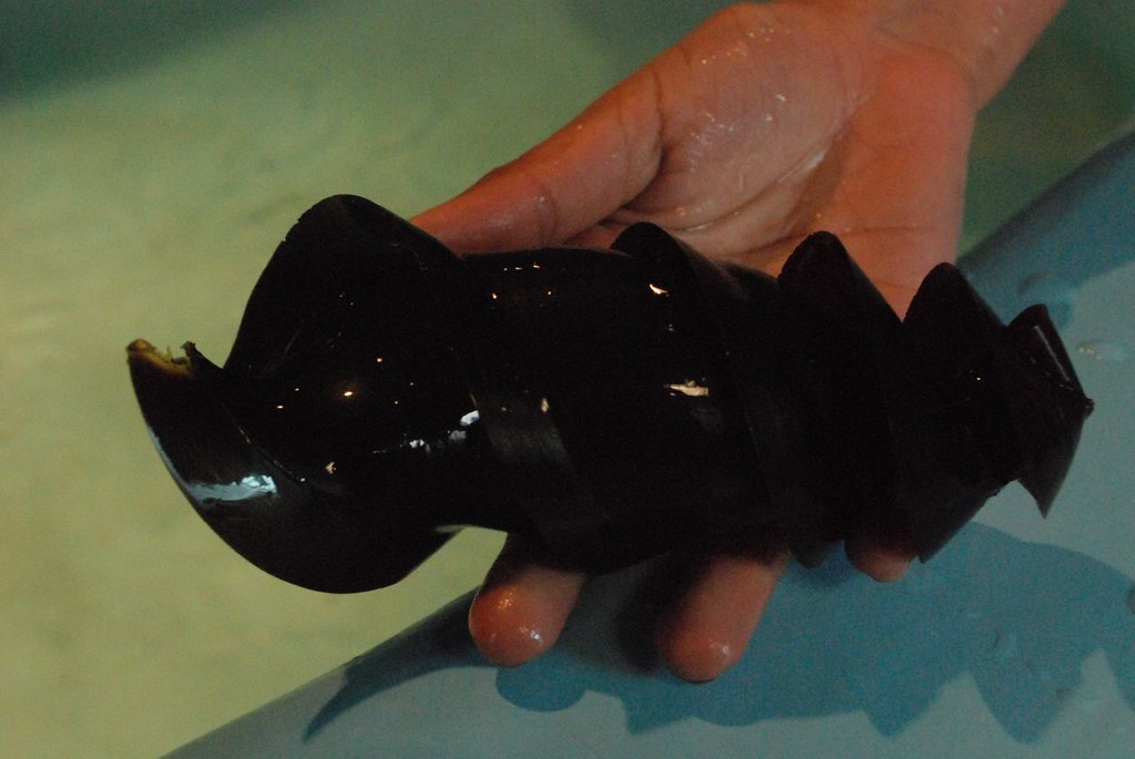 Horn Shark egg case June Beetle Flickr