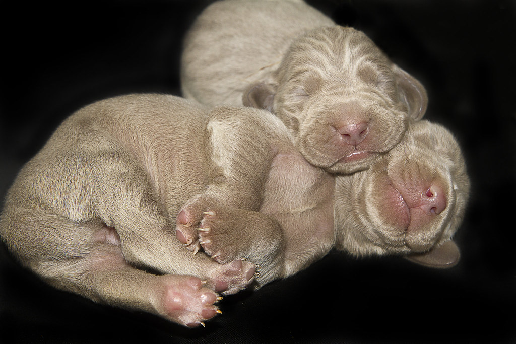 Weimaraner puppies, newborn Weimaraner puppy puppies newbo… Flickr
