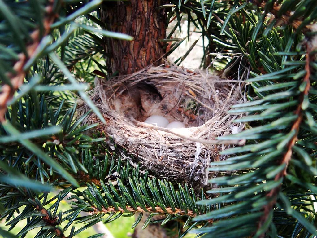 Apr14,2013f 087 Lesser Goldfinch nest with eggs Terry Gray Flickr