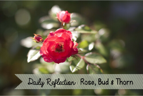 rose, bud, thorn daily reflection graphic bloggedhttp//t… Flickr