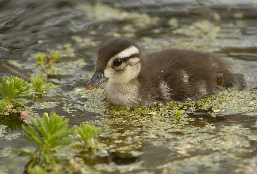 Wood Duck Baby Don't know if it gets much cuter than this.… Flickr
