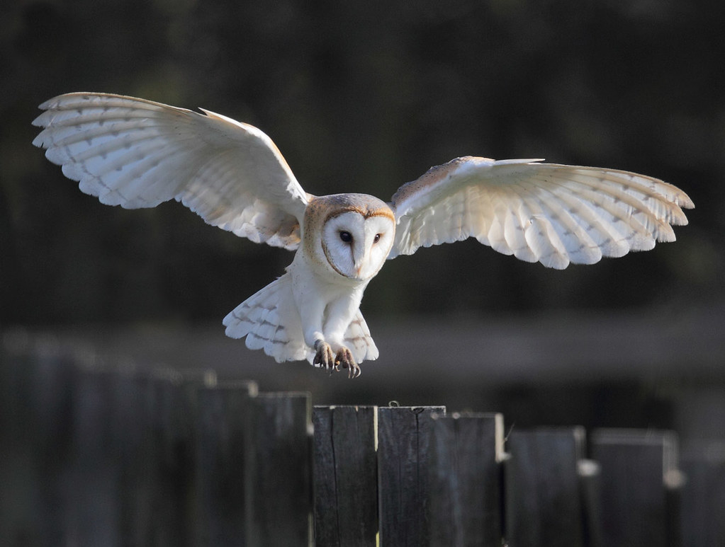 f barn owl landing 4 DV8B9933 Harry Bursell Flickr