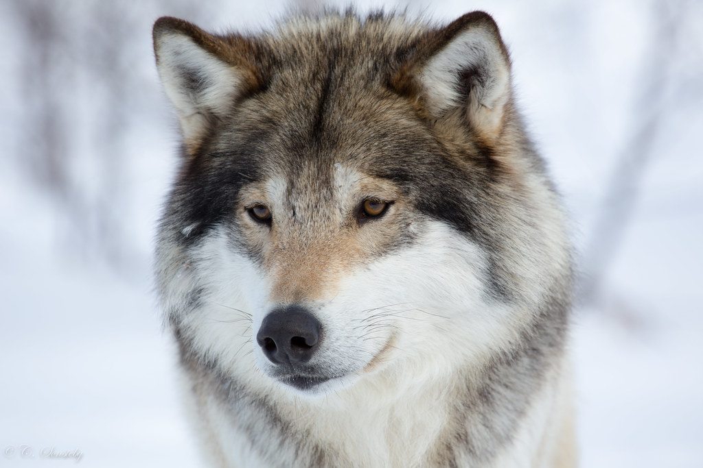 Fluffy wolf www.langedrag.no/english Cecilie Sønsteby Flickr