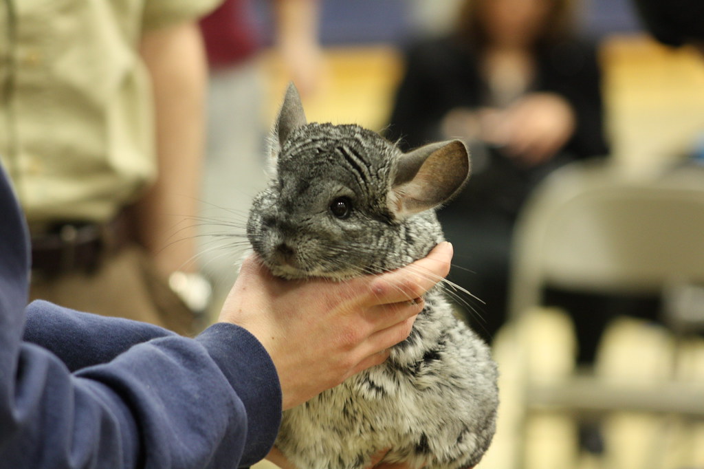 The Chinchilla is the World's Softest Animal. It was like … Flickr