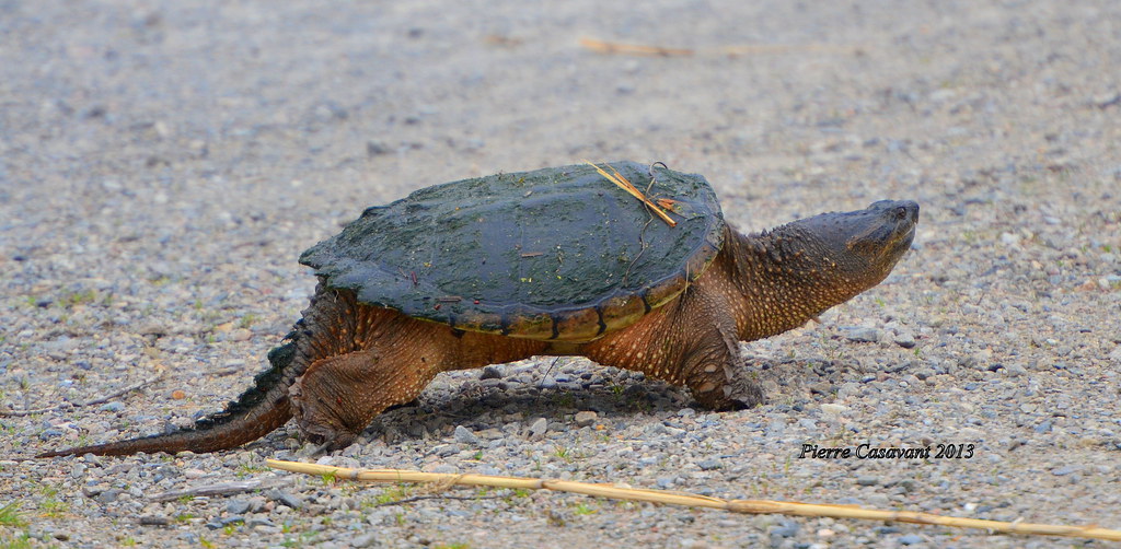 Tortue serpentine, Snapping turtle. DSC_0155 Rencontre