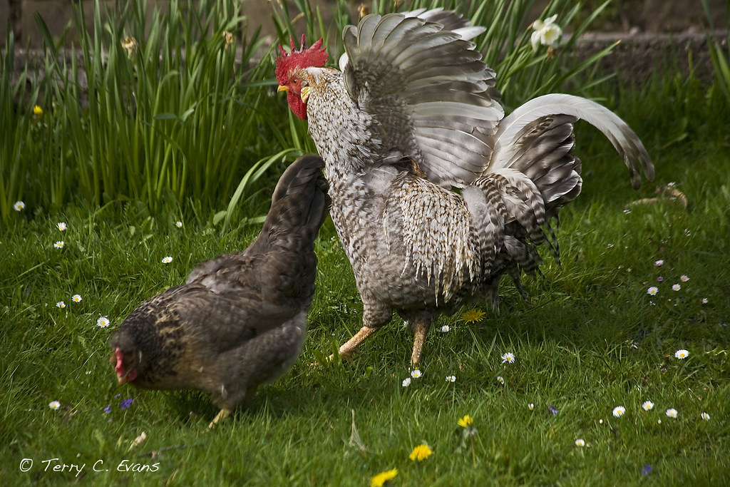 weedon_chickens_15 Cotswold Legbar Cockerel 1 and Hen Terry Evans