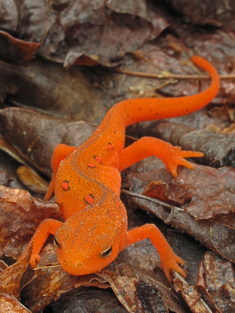 Notophthalmus viridescens viridescens, red eft (terrestria