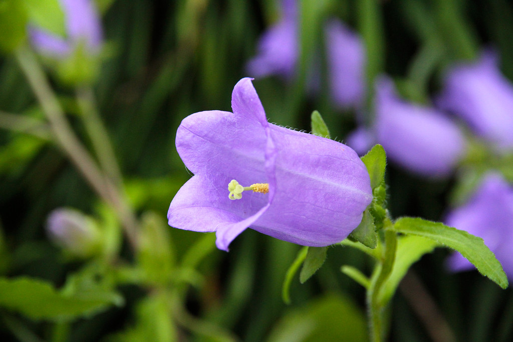 Butchart Gardens Purple BellLike Flower Miss Shari Flickr