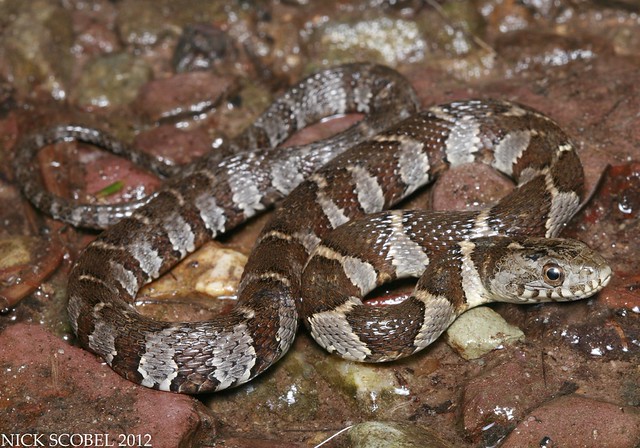 Northern Water Snake Flickr Photo Sharing!