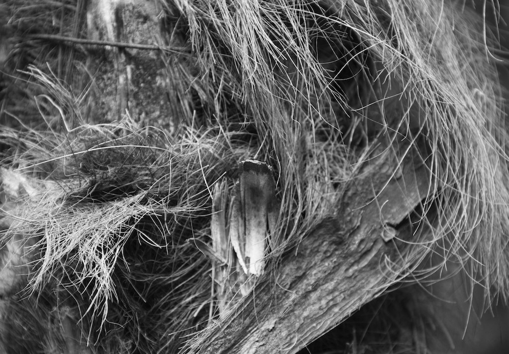 Messy hairy palm tree... Diane Northman Flickr