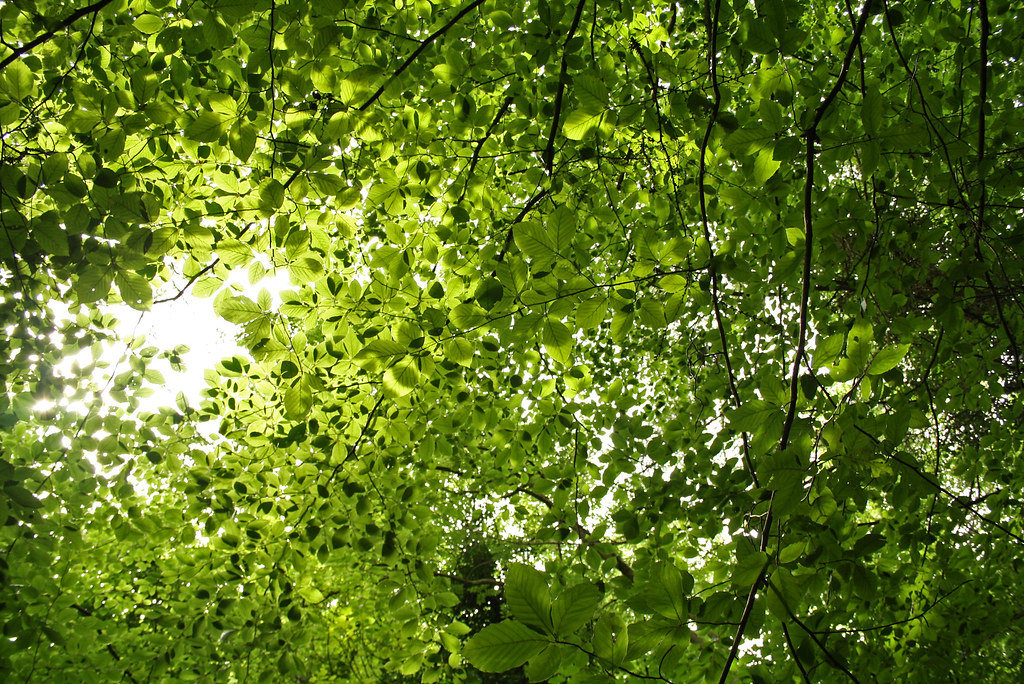 Dappled sunlight through trees Gavin Wray Flickr