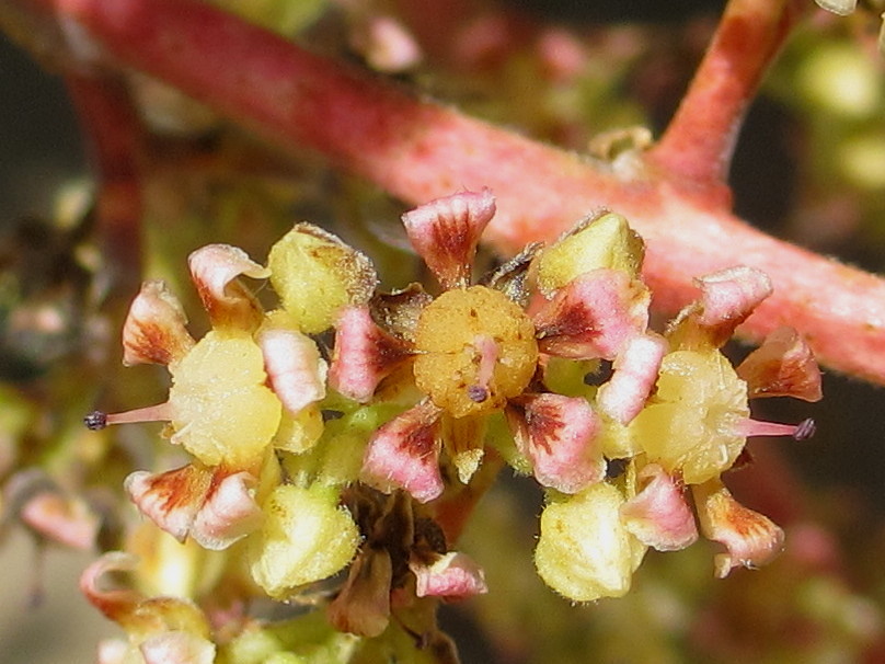 mango male flowers Male flowers of the mango tree (Mangi… Flickr