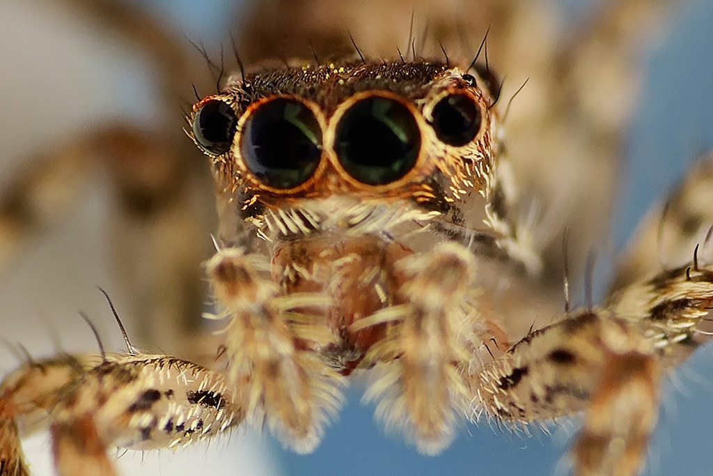 Compound eyes of jumping spider I used a macro converter i… Flickr