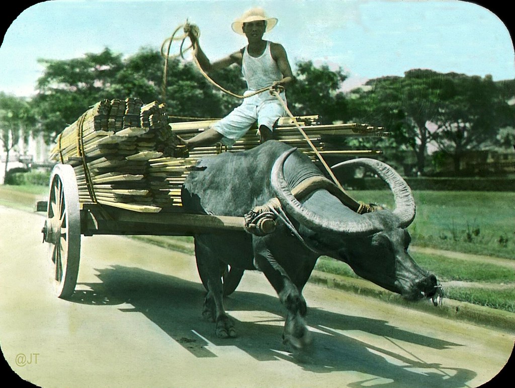 Carabao cart hauling lumber the old energy efficient Filip… Flickr