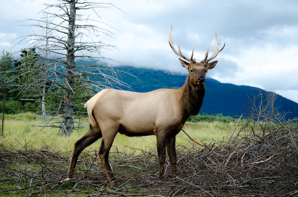 Alaskan Elk, Turnagain Arm, Alaska Summer 2012 Alaskan Elk… Flickr