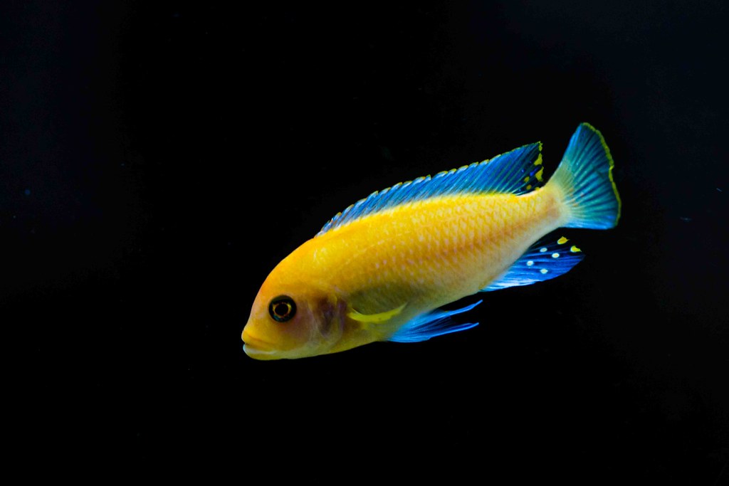 Red Zebra African Cichlid Juan Delgado Flickr